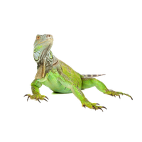Iguana Image