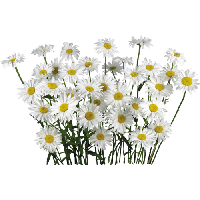 Camomile Image