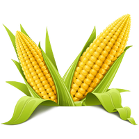 Corn Image