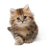 Kitten Image