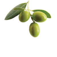 Olive Image