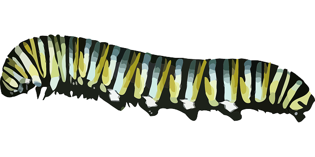 Caterpillar Png Picture PNG Image