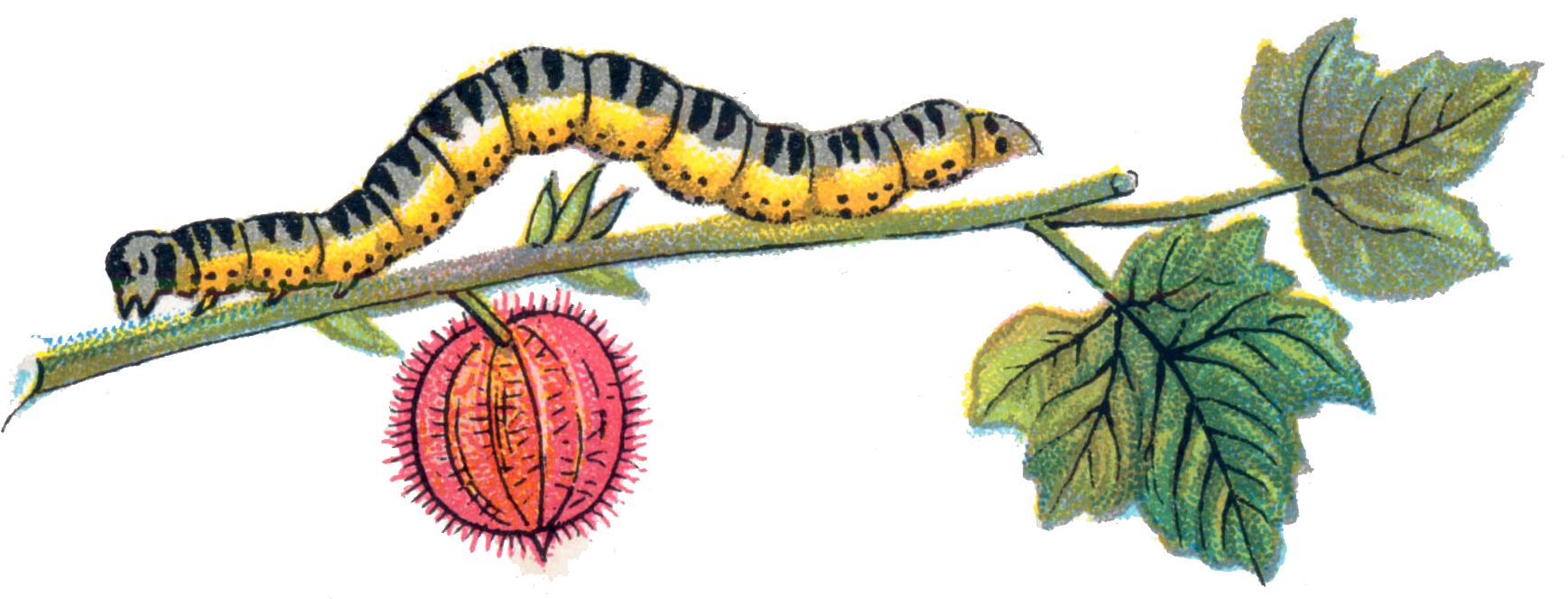 Caterpillar Picture PNG Image