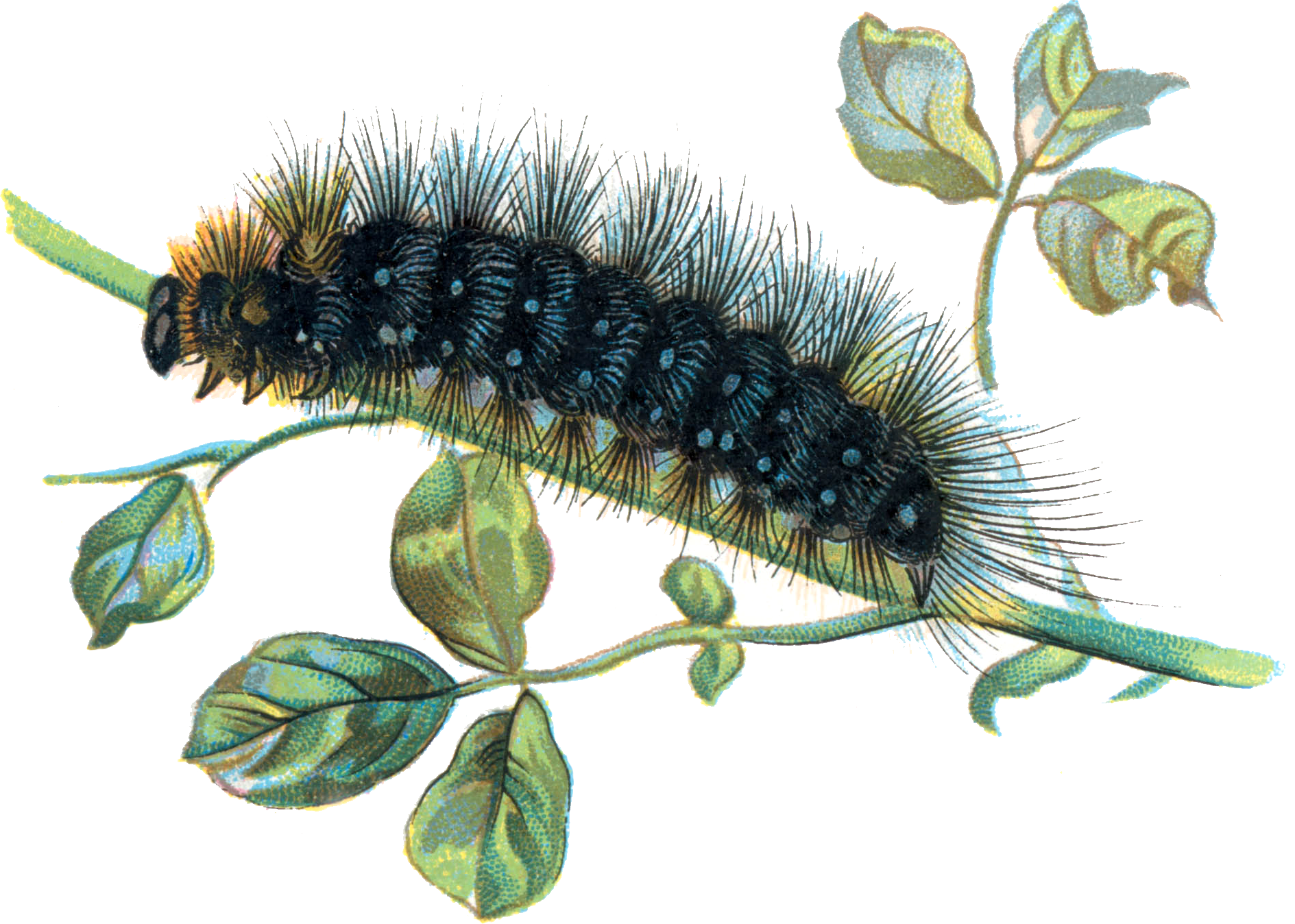 Caterpillar Png PNG Image
