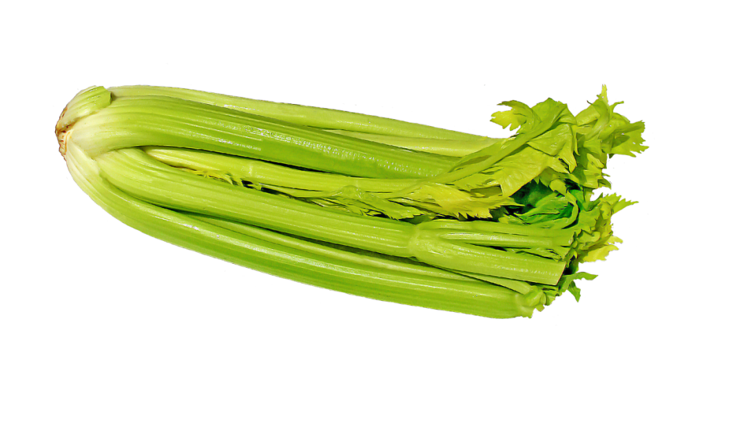 Celery Fresh Sticks PNG Download Free PNG Image