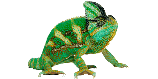 Chameleon Transparent Picture PNG Image