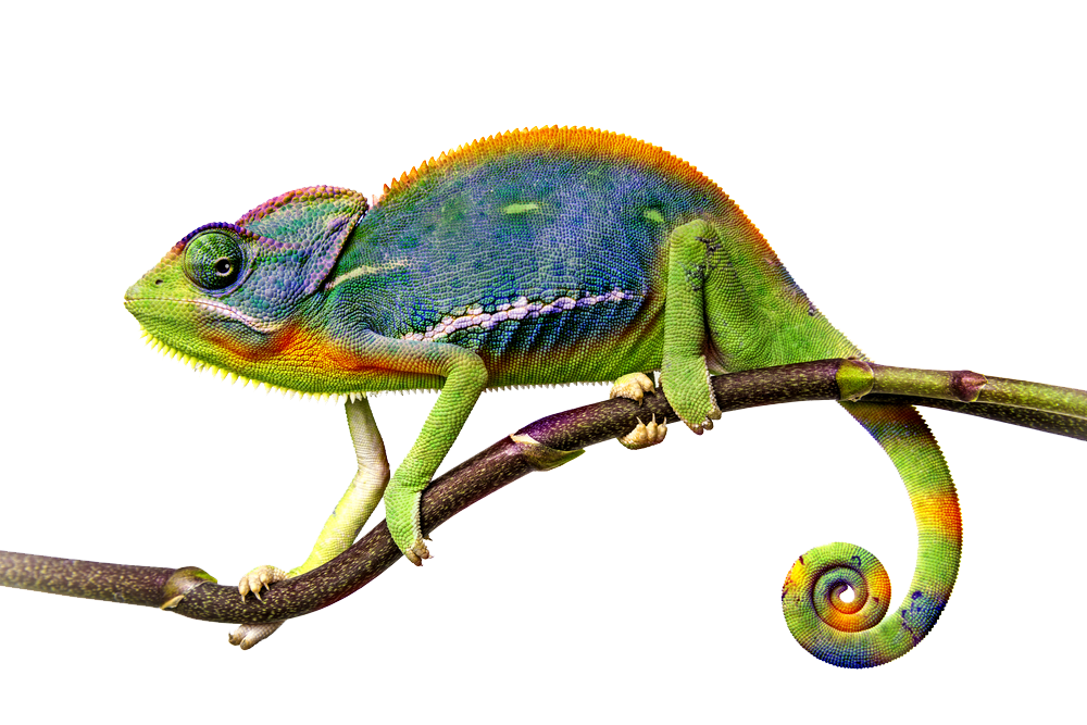 Chameleon File PNG Image