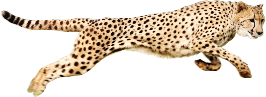 Cheetah Download Png PNG Image