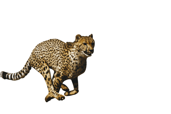 Cheetah File PNG Image