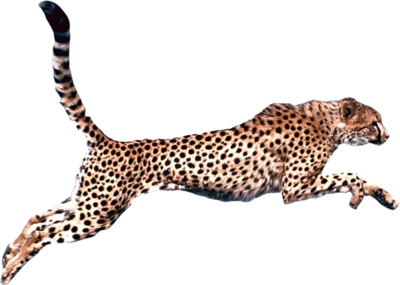 Cheetah PNG Image