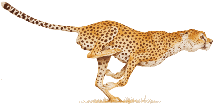Cheetah Image PNG Image