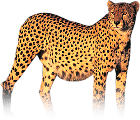 Cheetah Photo PNG Image