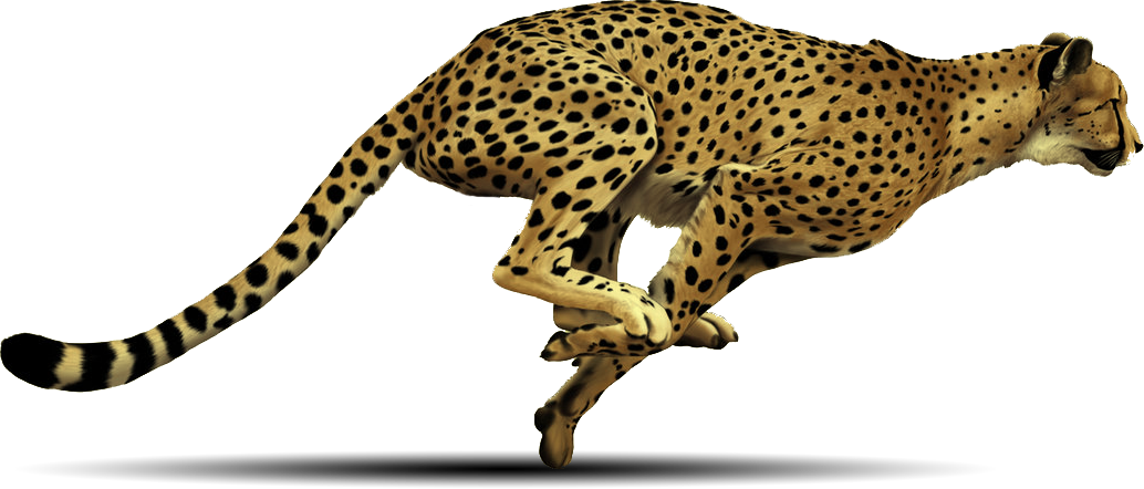 Cheetah Free Png Image PNG Image