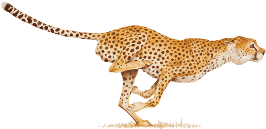 Cheetah Transparent PNG Image