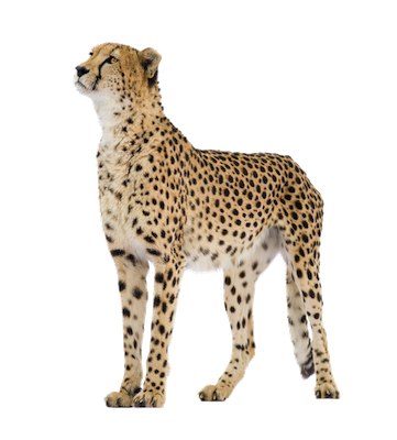 Cheetah Png Clipart PNG Image