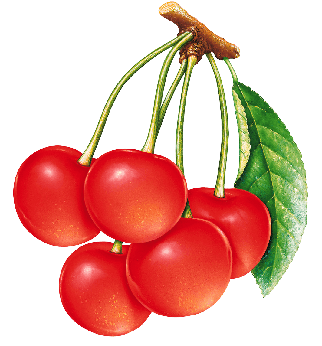 Cherries Png Image PNG Image