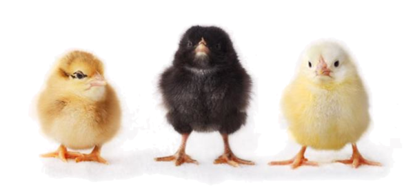 Baby Chicken File PNG Image