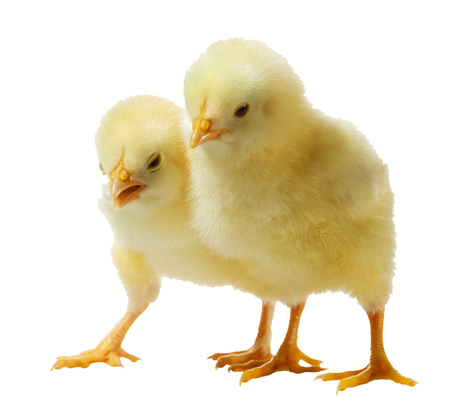 Baby Chicken Clipart PNG Image