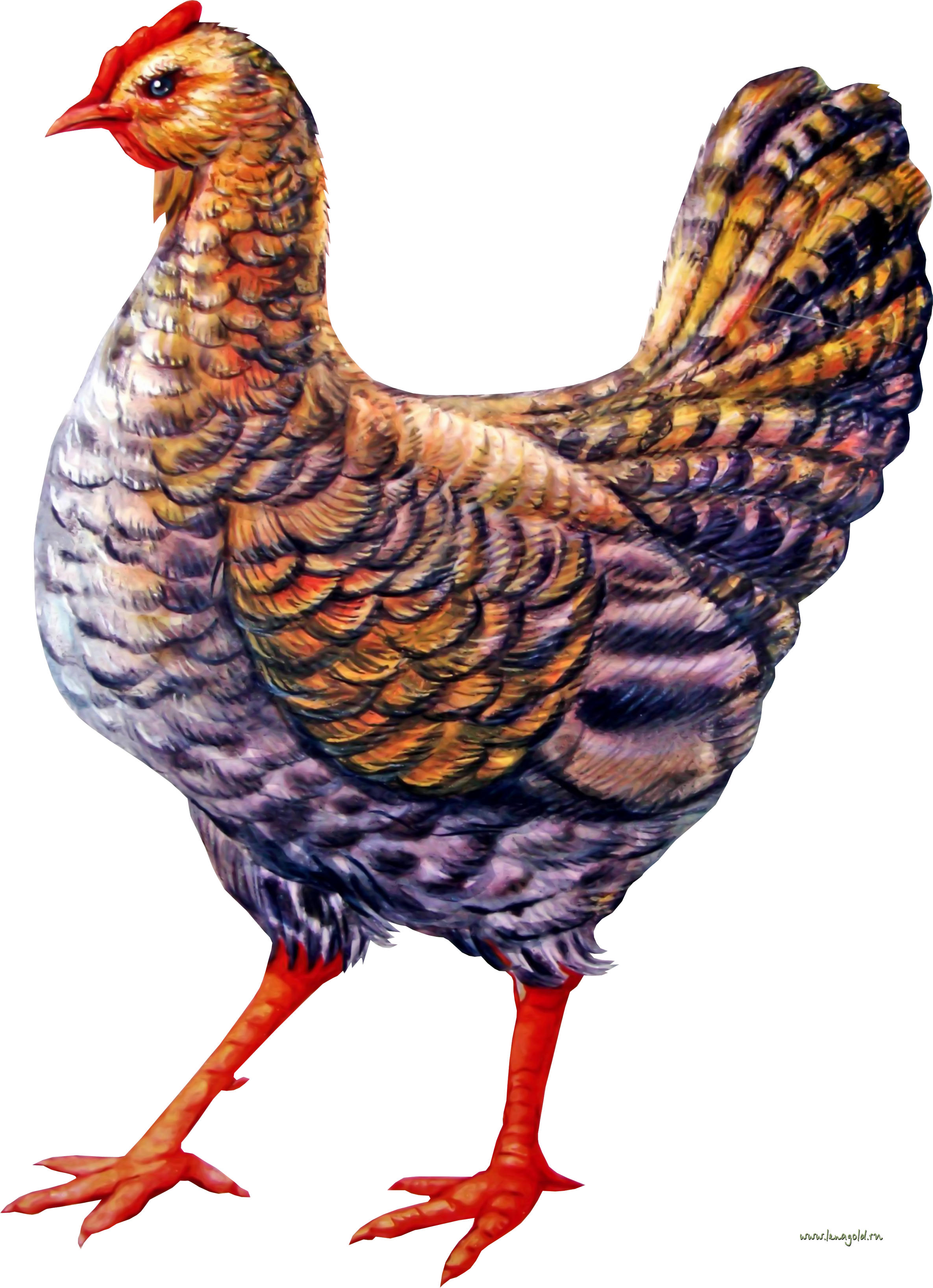 Chicken Png Image PNG Image