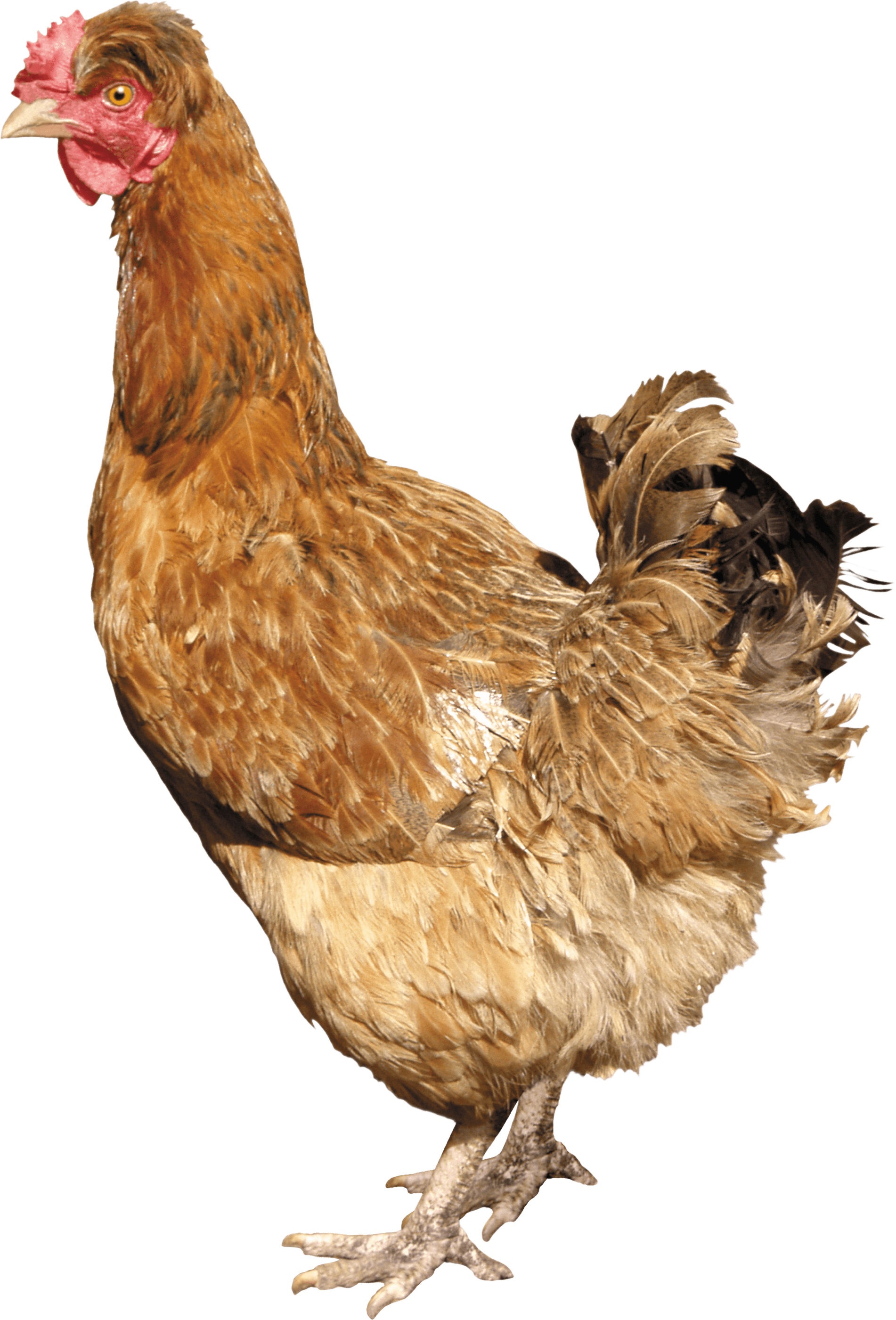 Chicken Png Image PNG Image