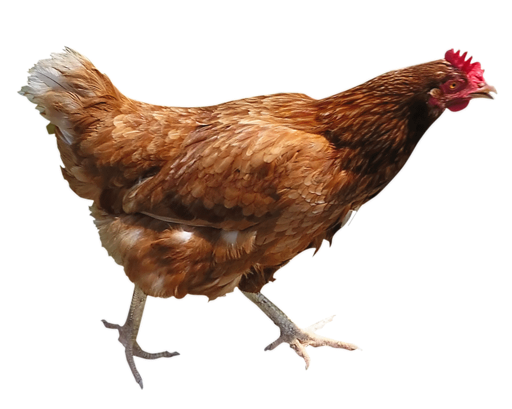 Chicken Png Image PNG Image