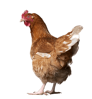 Chicken Png Image PNG Image