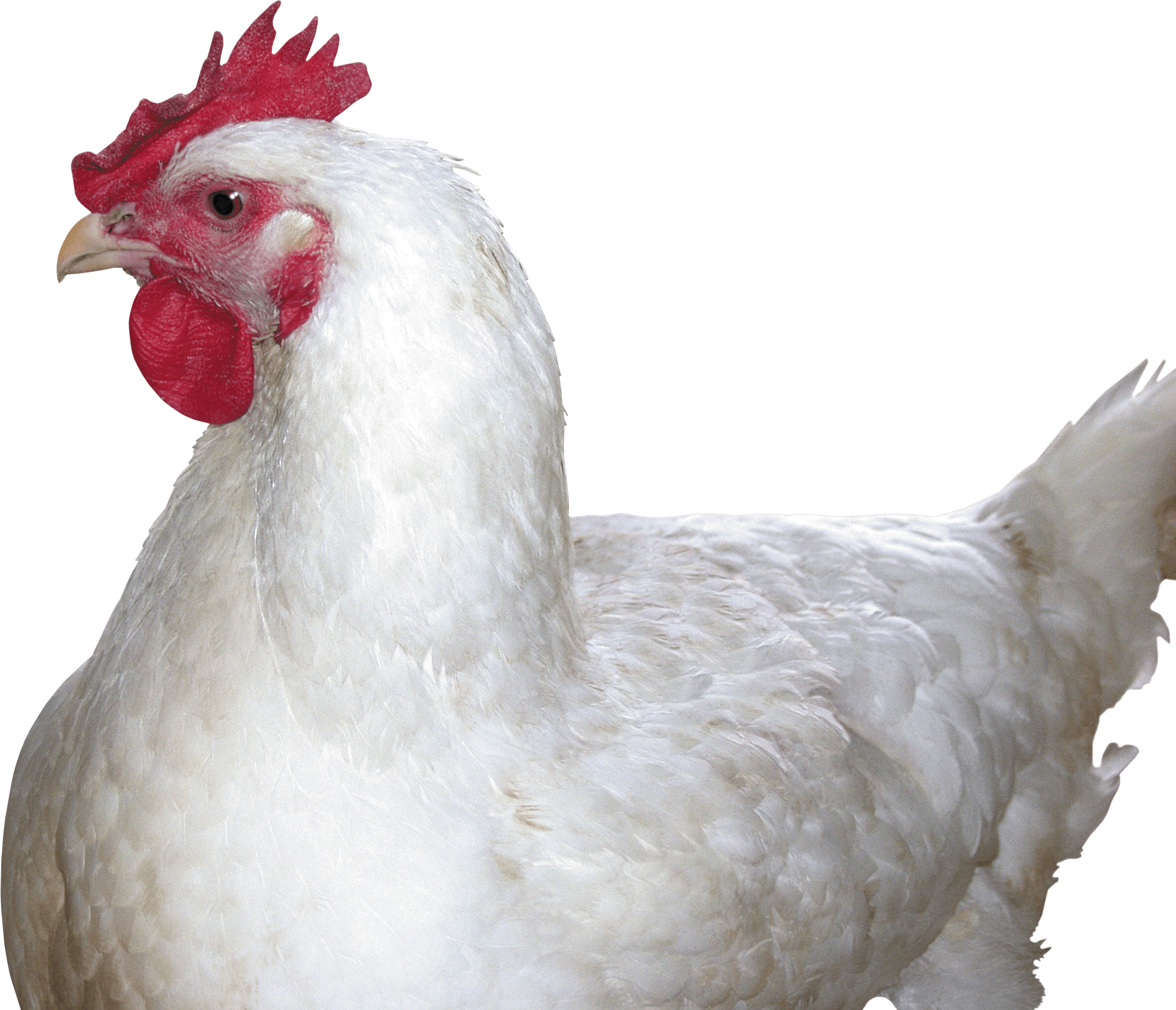 Chicken Png Image PNG Image