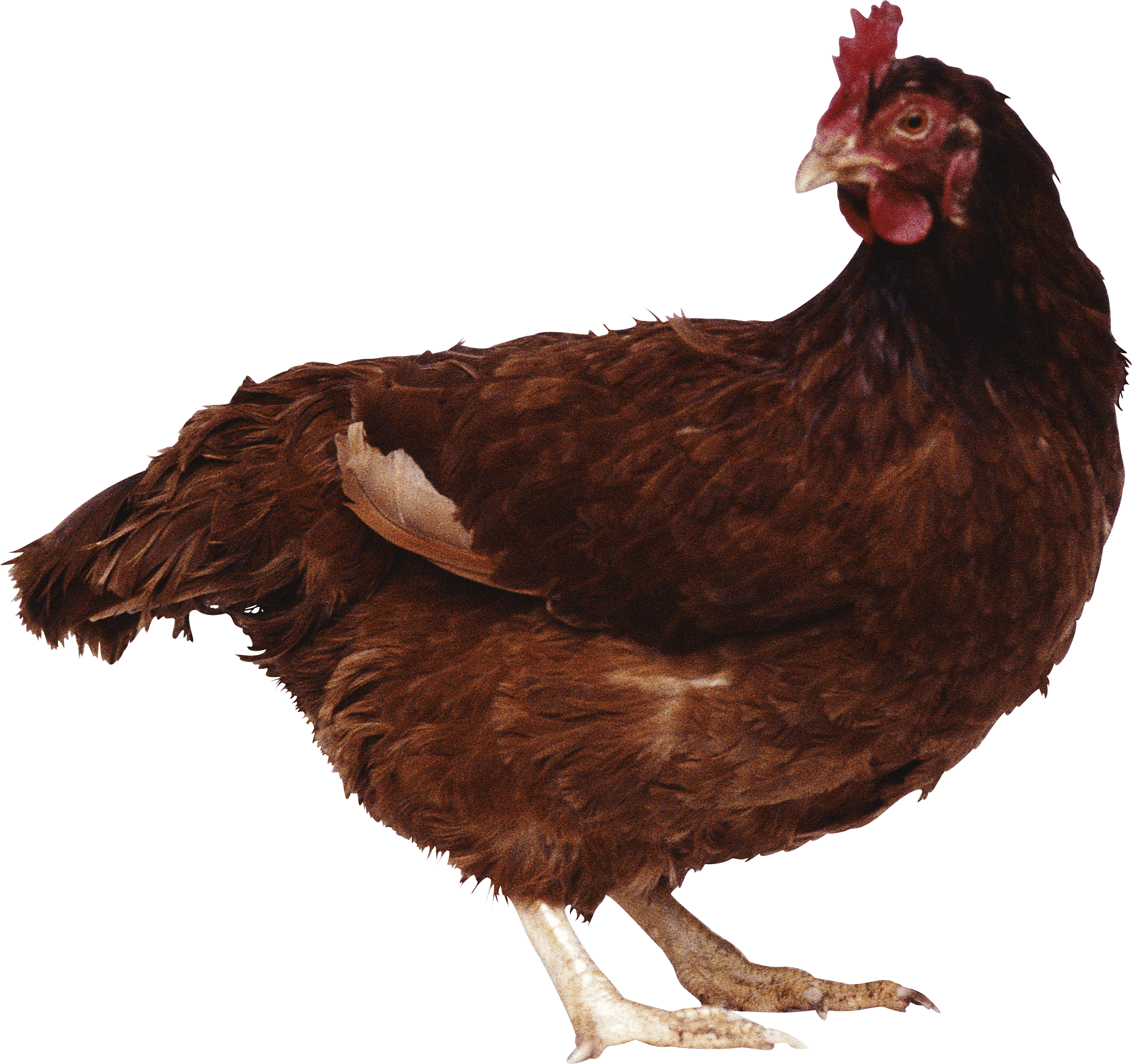 Chicken Png Image PNG Image