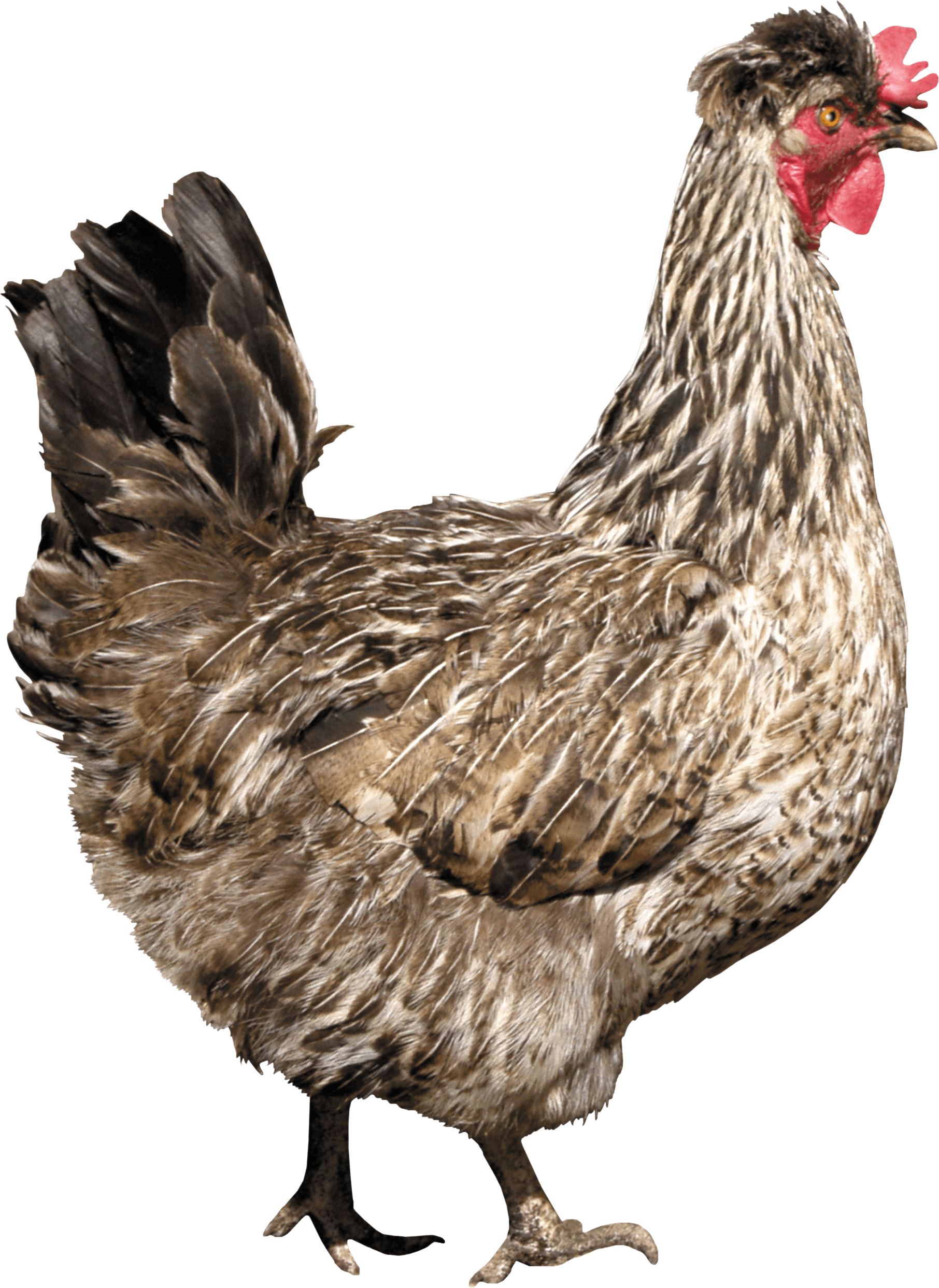 Chicken Photos PNG Image