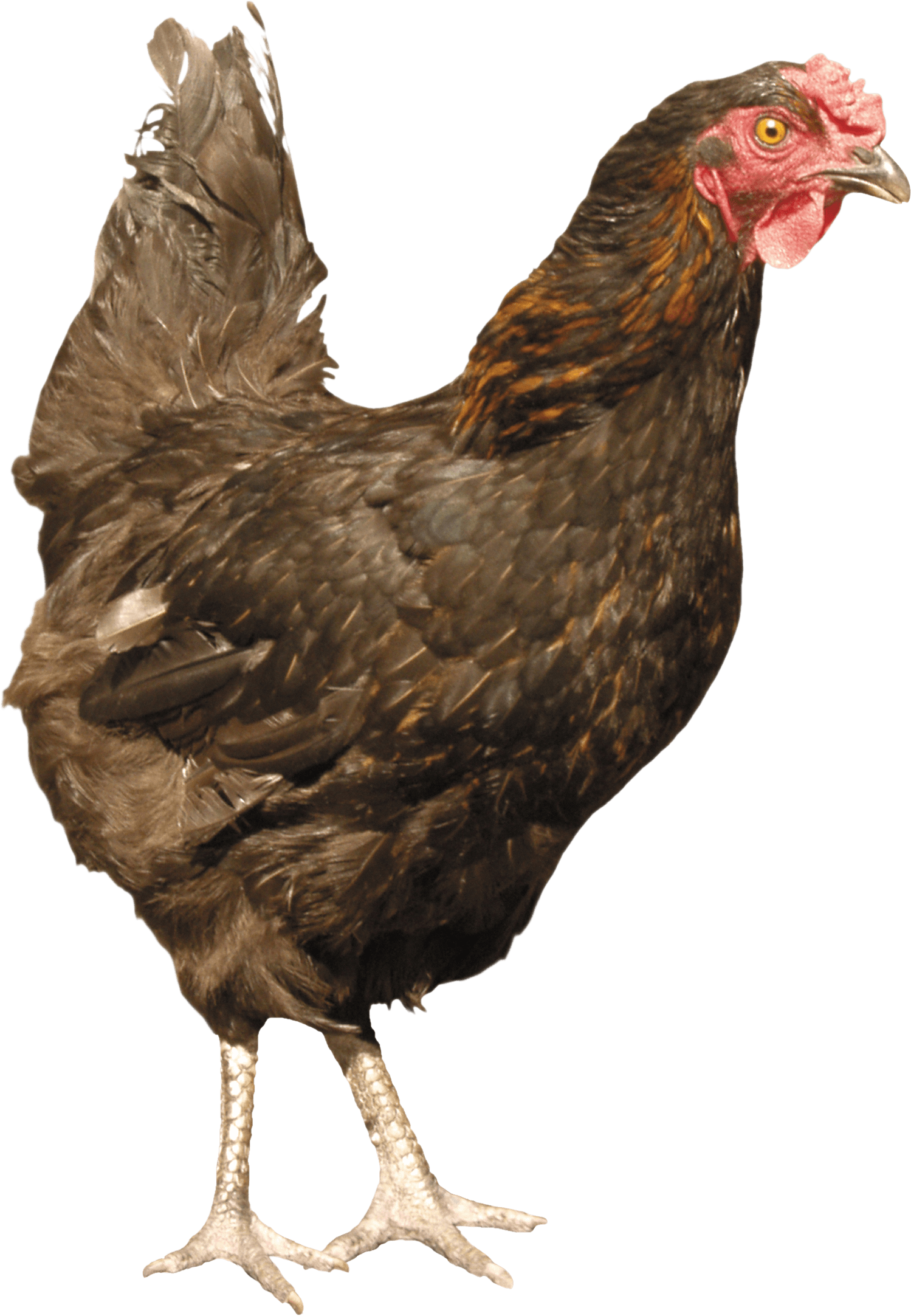 Chicken Png Image PNG Image