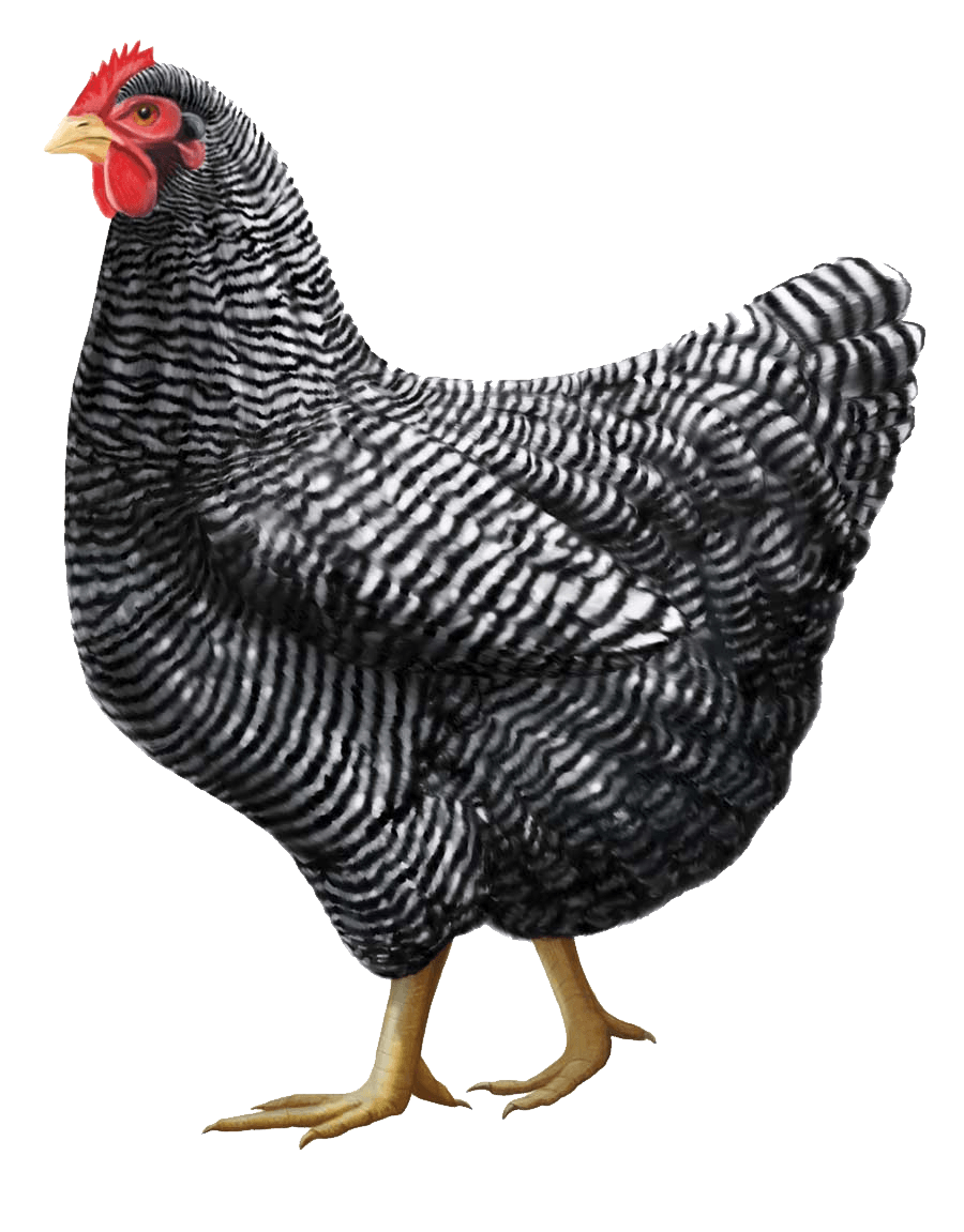 Gray Chicken Png Image PNG Image
