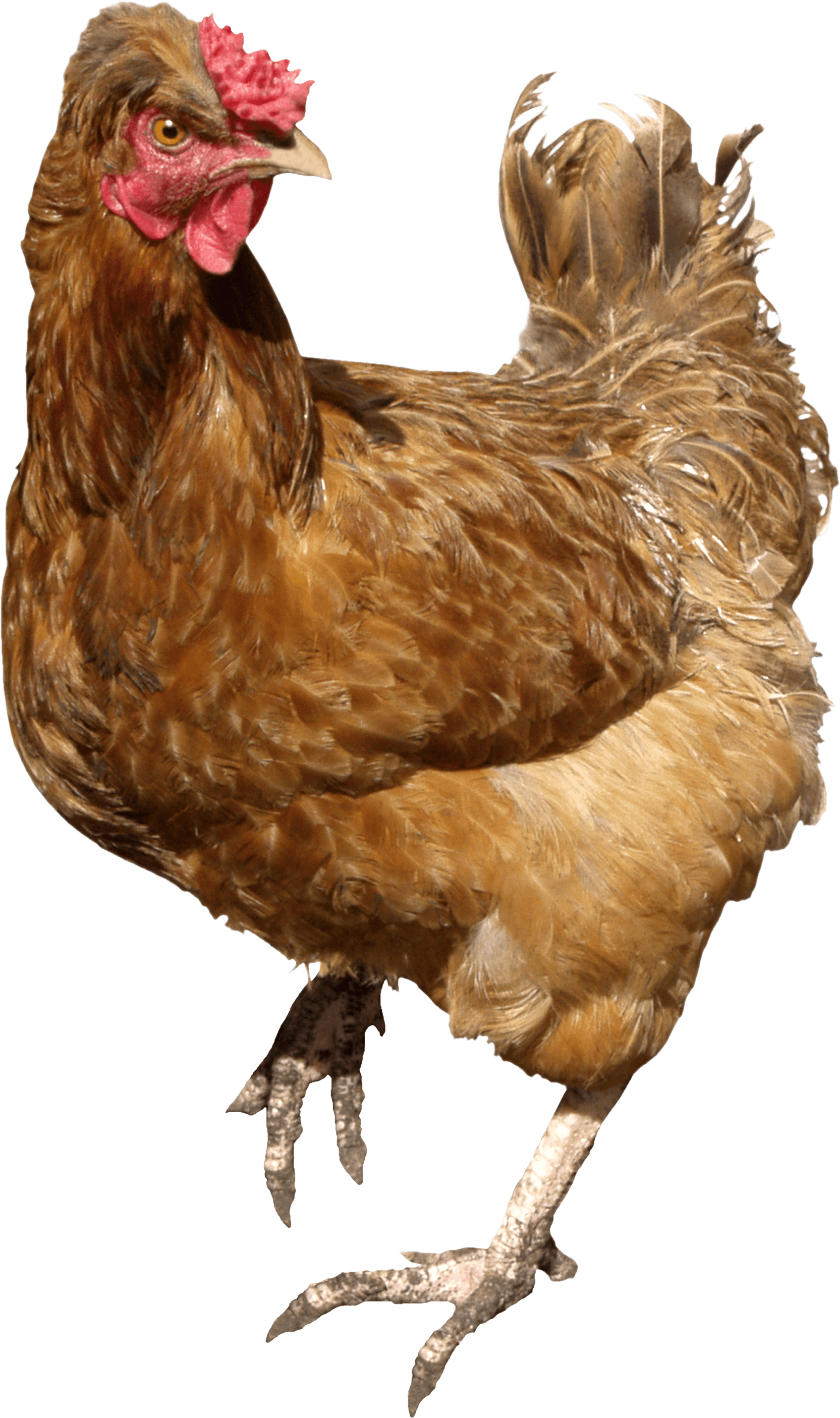 Chicken Png Image PNG Image