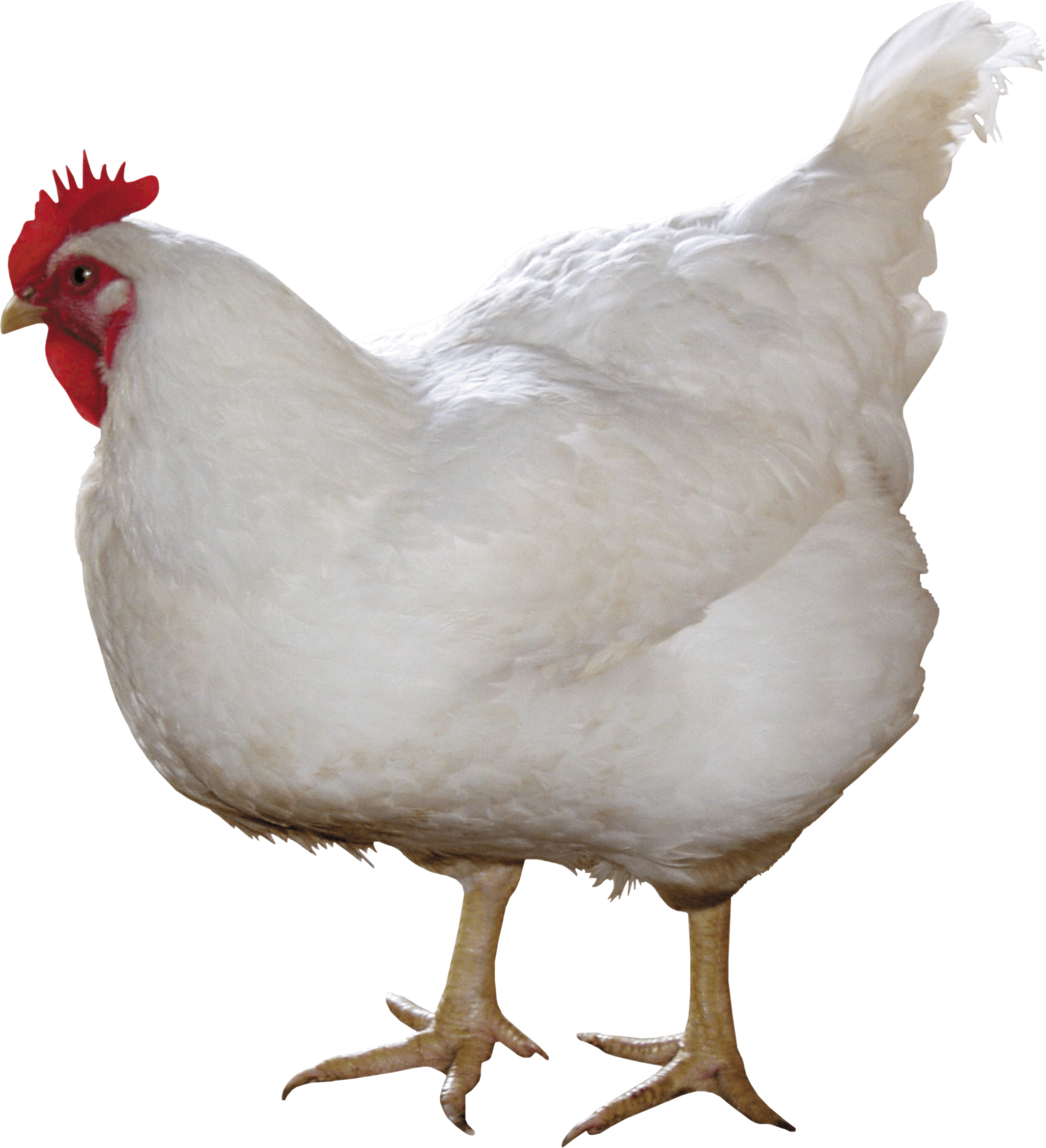 White Chicken Png Image PNG Image
