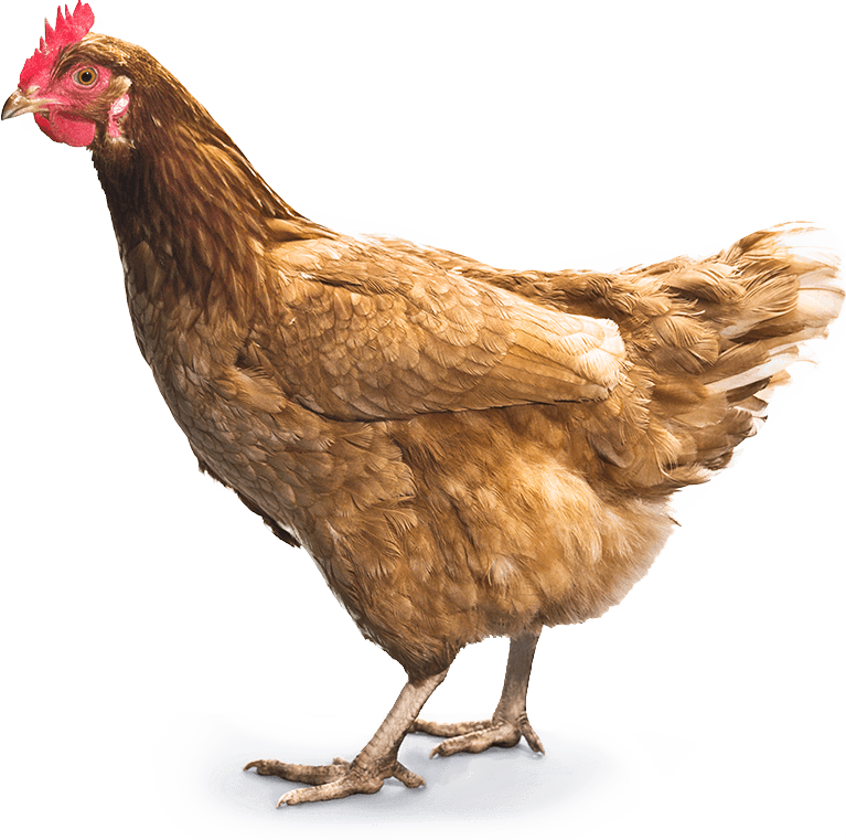 Chicken Png Image PNG Image