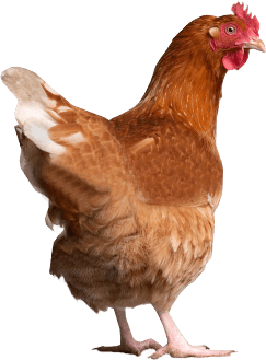 Chicken Png Image PNG Image