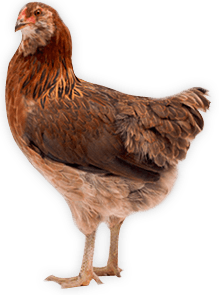 Chicken Png Image PNG Image