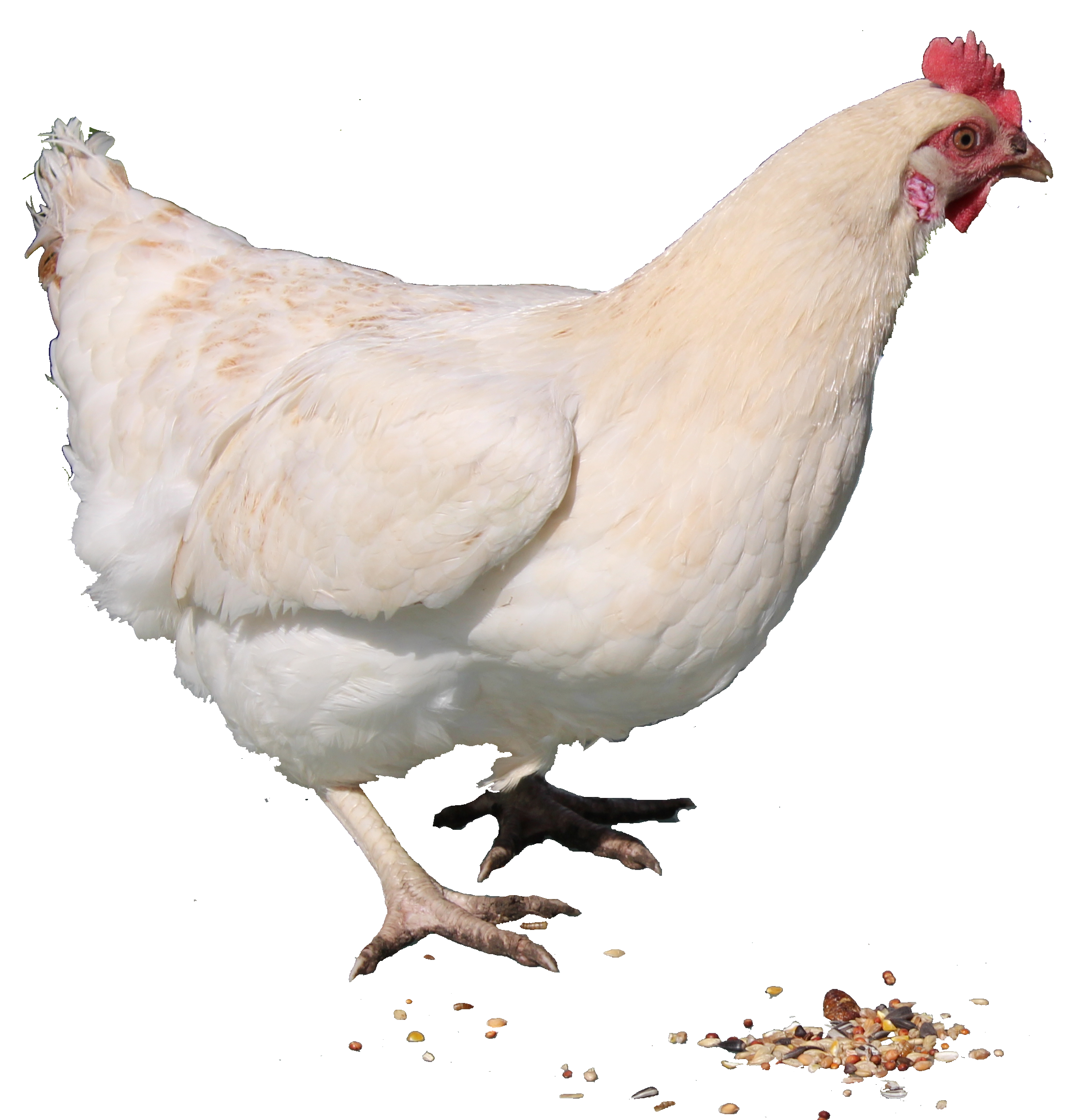 Chicken White Curry Hen Free Photo PNG PNG Image