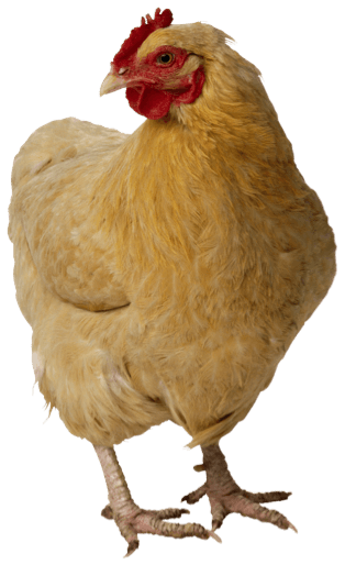 Chicken Png Image PNG Image