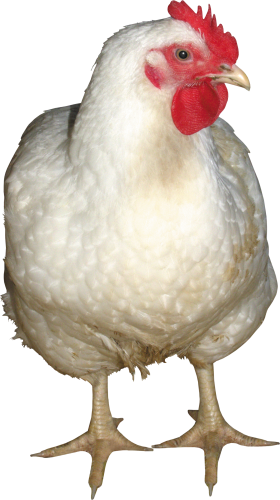Chicken Png 9 PNG Image