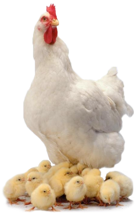 Chicken Png PNG Image