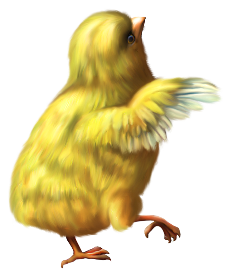 Chicken Png 12 PNG Image