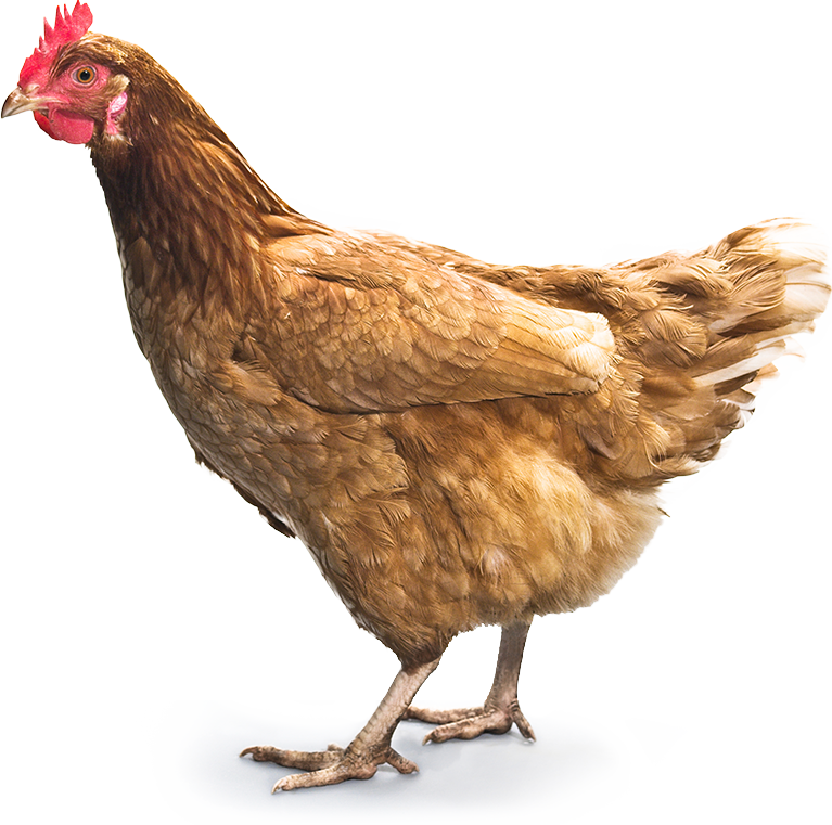 Chicken Png 7 PNG Image