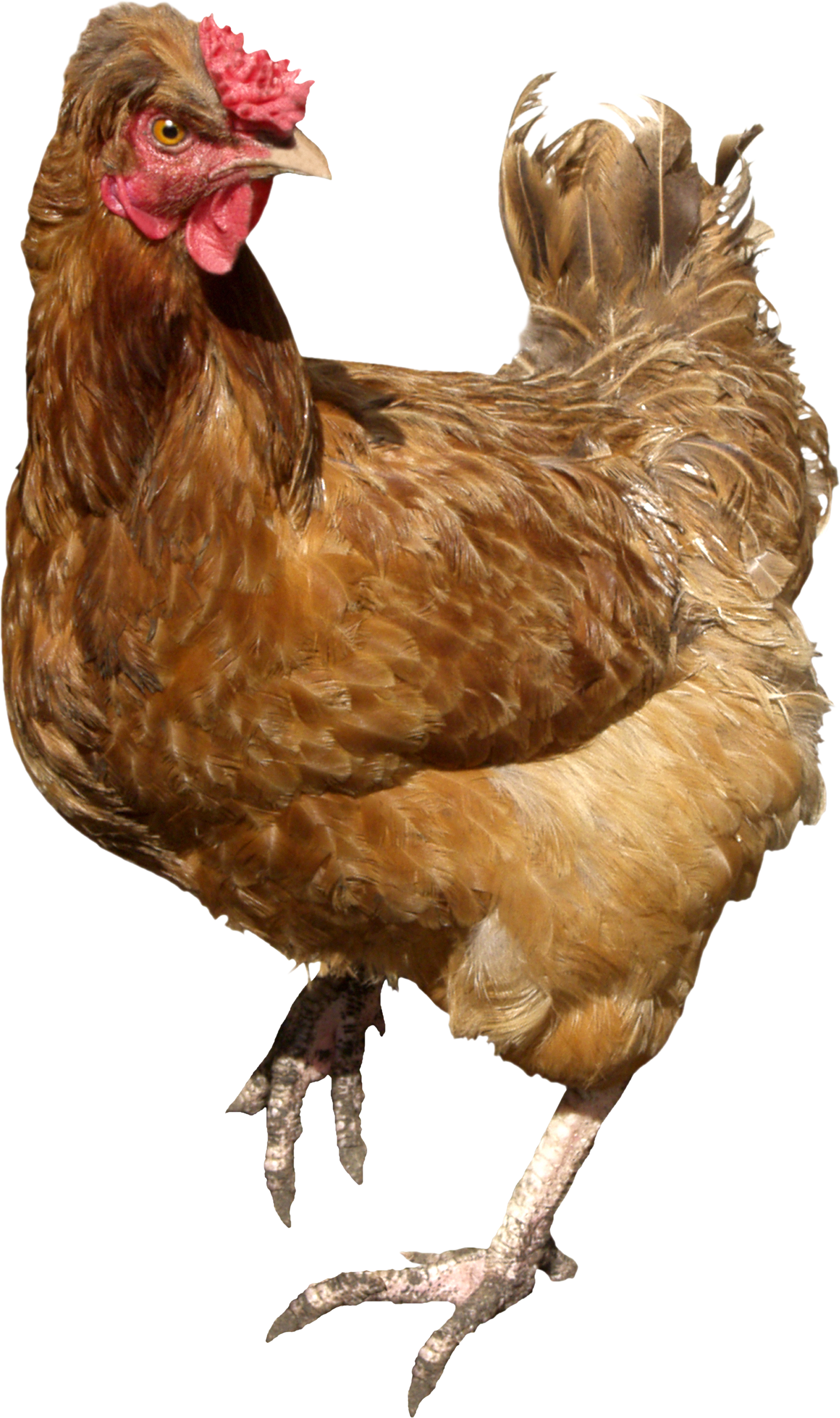 Chicken Png 6 PNG Image