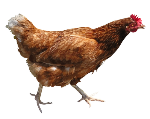Chicken Png 11 PNG Image