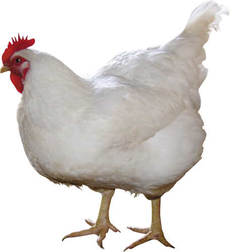 Chicken Png 10 PNG Image