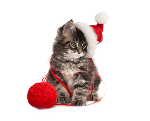 Christmas Kitten Free Download PNG HQ PNG Image