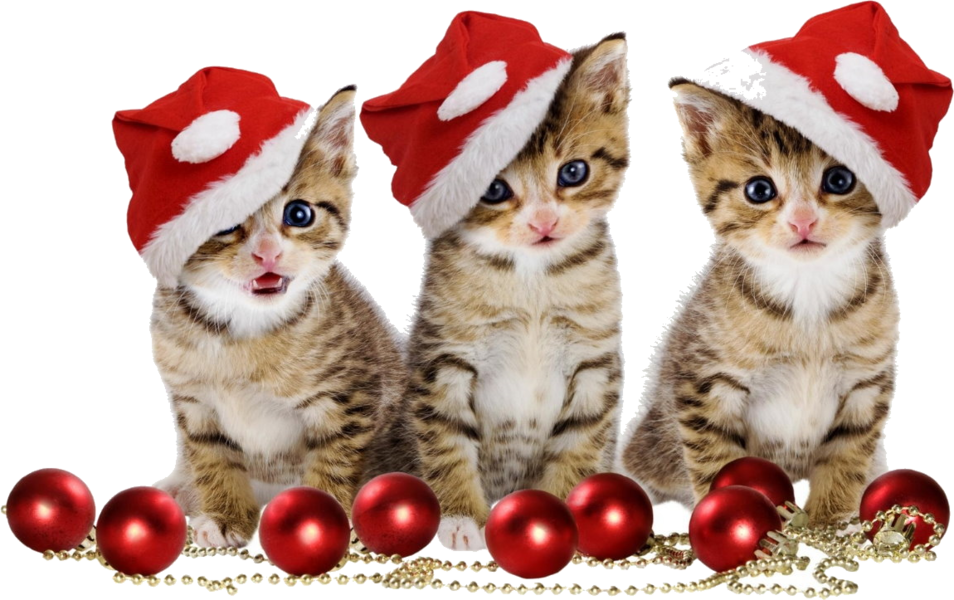 Christmas Kitten Free Download PNG HD PNG Image