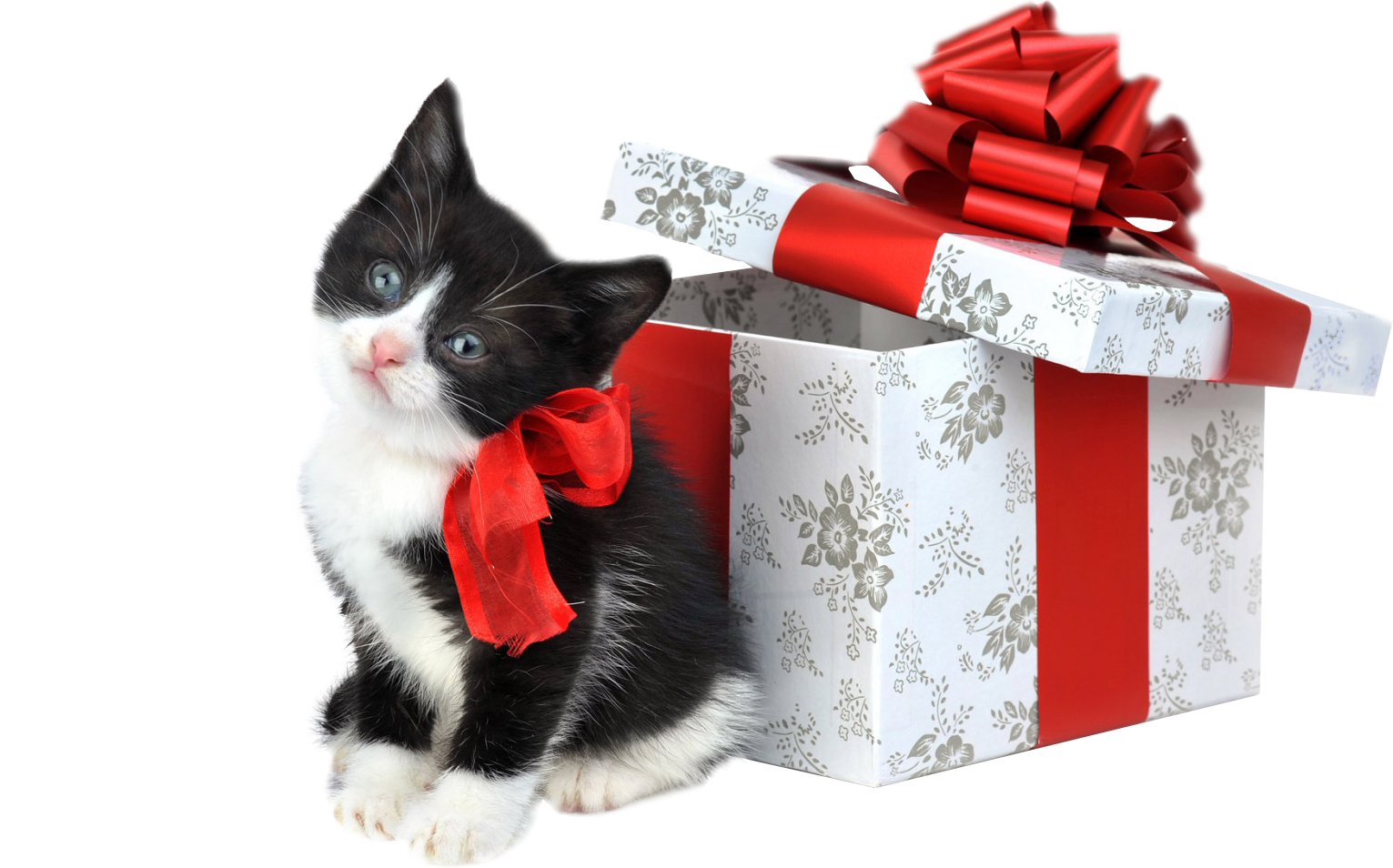 Christmas Kitten Free Download Image PNG Image