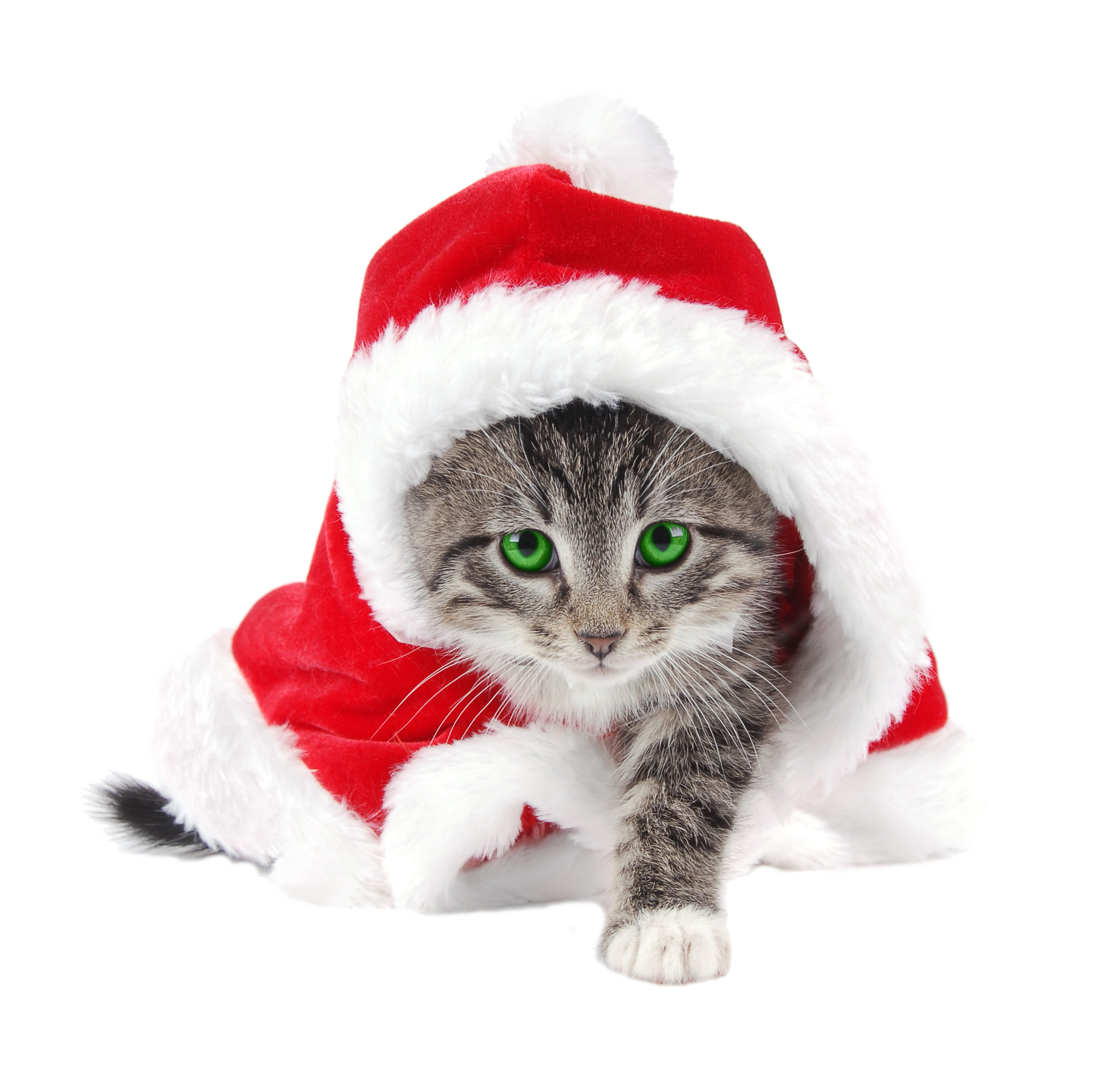 Christmas Kitten Free Photo PNG Image