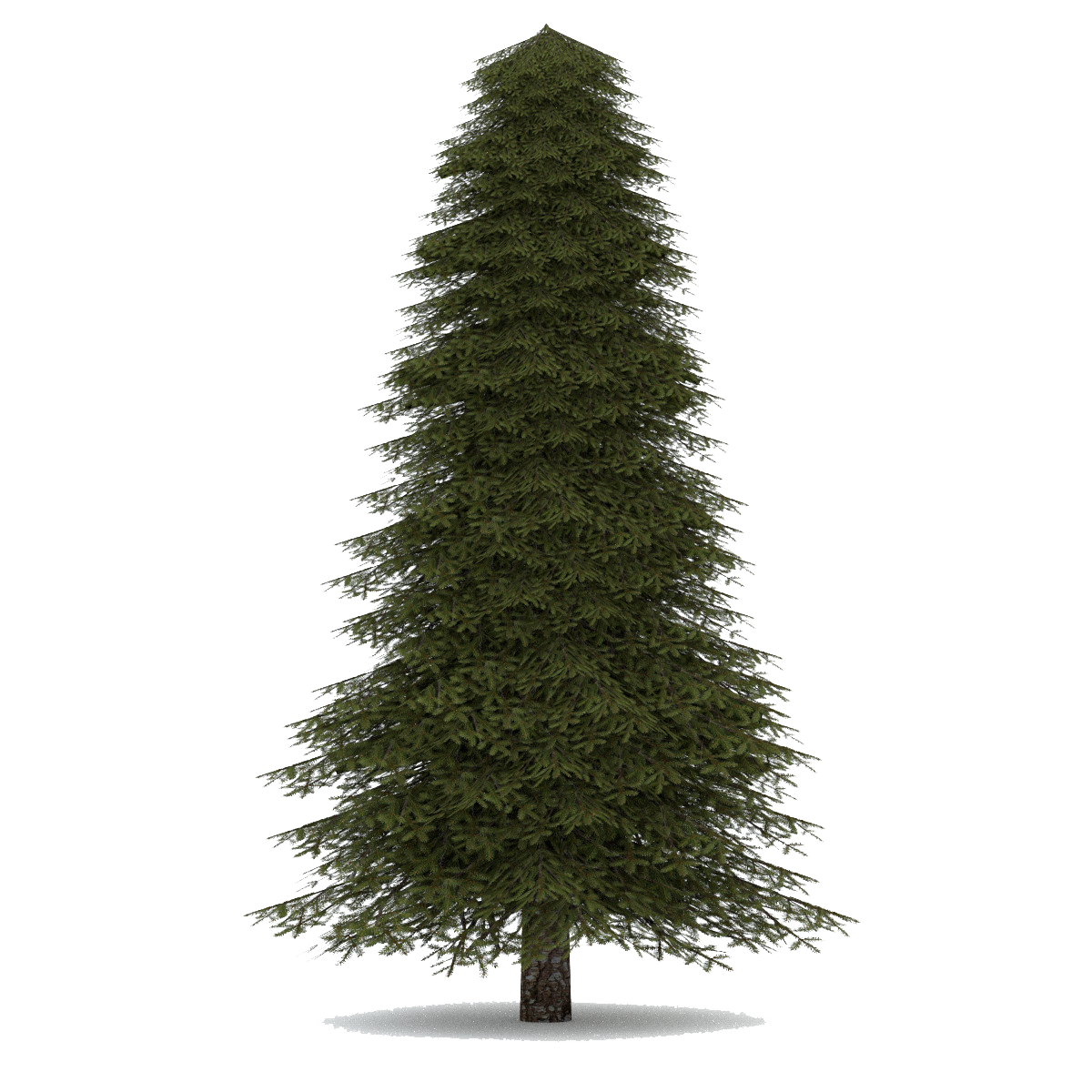 Fir Tree Christmas Download Free Image PNG Image